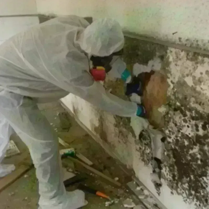 Mold Remediation and Removal in Halifax, VA